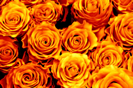 roses